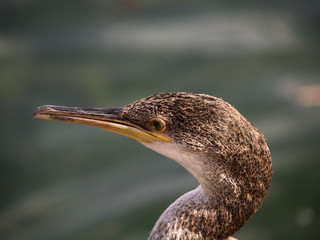 cormorant
