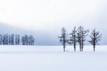 Scenic landscape of Pine Trees on Snow Hill in winter at Mild seven Hills, Biei Patchwork Road,...