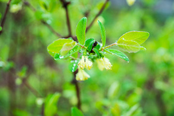 Blooming honeysuckle branch in rainy day. Selective focus. Shallow depth of field.