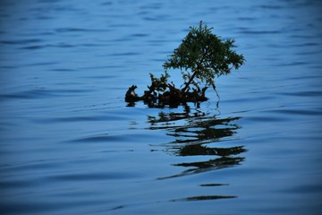 Indian Lake at Kutch, Gujarat, India, Garden, Indian River
