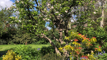 Mature English Garden in spring, North Yorkshire, England, United Kingdom