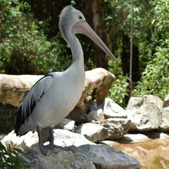 pelican on the rock