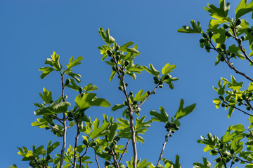 Fig fruits growing up on the fig tree branches