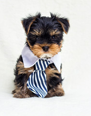 puppy in a tie looks forward