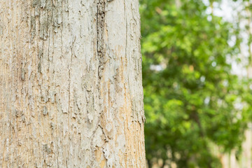 Teak tree in the forest with blurred background