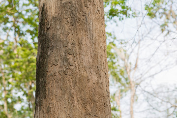 Fototapeta premium Teak Tree in Thailand precious hardwoods one of the last major areas of tropical forest in Asia