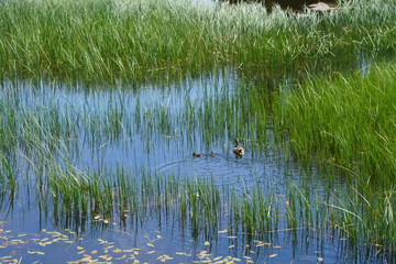 lake at the lavaze pass. Lavaze Pass in South Tyrol, Bolzano Province: is one of the most fascinating landscapes of Val di Fiemme. Trentino Alto Adige. Dolomiti, northern Italy.