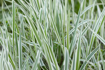 Green grass with white stripes shot close-up. Bright photo was made for your design.