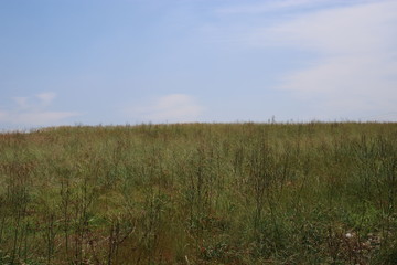 grass and sky