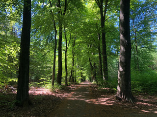 Path in the forest around the National Park De Hoge Veluwe