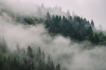 Foggy Spruce Forest In The Mountains. Dark and Misty Wood Landscapes
