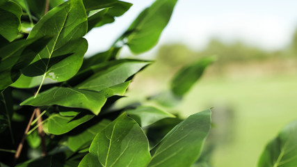 Blätter in Nahaufnahme mit unscharfem Hintergrund: Konzept Frühling oder Sommer