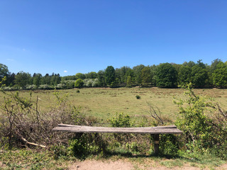 Fototapeta premium Bench at National Park De Hoge Veluwe