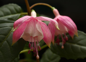 Beautiful and colorful hanging Fuchsia flowers looking like little ballerina fairies dancing in the...
