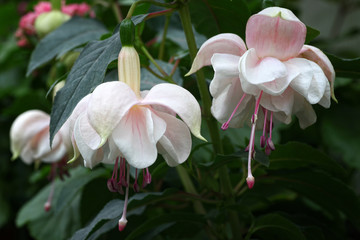 Beautiful and colorful hanging Fuchsia flowers looking like little ballerina fairies dancing in the garden.