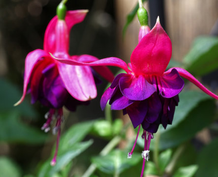 Beautiful and colorful hanging Fuchsia flowers looking like little ballerina fairies dancing in the garden.