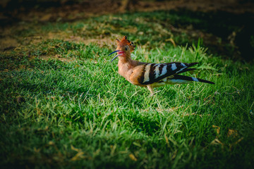 pheasant in the grass