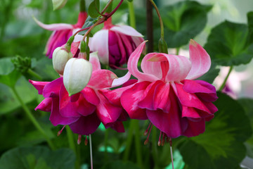 Beautiful and colorful hanging Fuchsia flowers looking like little ballerina fairies dancing in the...