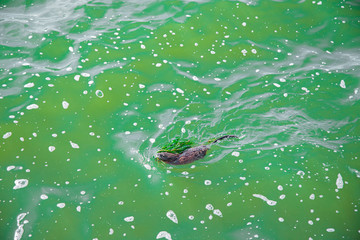 Coypu rodent semi aquatic animal swim in dirty water polluted nature reservoir environment ecology disaster concept wild life