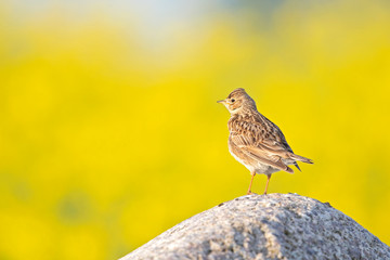 An adult skylark perched and singing on a big rock in front of the yellow blossom of a rapeseed field.