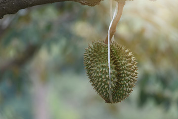 Durians on the durian tree in durian orchard . King of fruit. Fresh durian hanging on the tree in the garden orchard tropical summer fruit waiting for the harvest at nature farm / Durian in Thailand