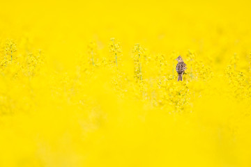 Obraz premium An adult skylark perched and singing on the blossom of a rapeseed field.