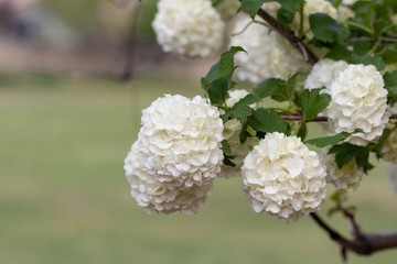 White inflorescences of Viburnum cultivar "Boulede Neige" on a cloudy day