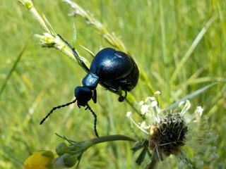 Ölkäfer, auch „Maiwurm