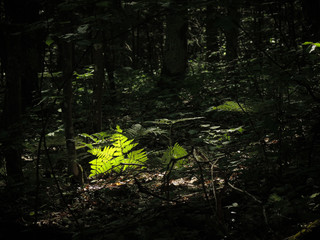 Green fern in forest