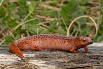 Northern red salamander - Pseudotriton ruber