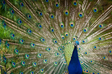 Naklejka premium Indian peafowl with open train (Pavo cristatus)
