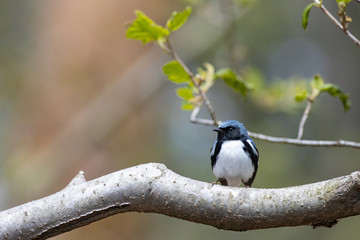 Obraz na płótnie Canvas Black-throated blue warbler - Setophaga caerulescens