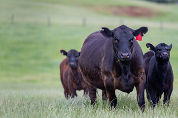 Beef cows and calfs grazing on grass in south west victoria, Australia. eating hay and silage....