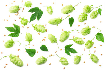 Hop cones isolated on white background. Beer brewing ingredients. Beer brewery concept. Beer background. Top view