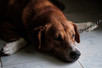 Stray dogs chained to the house