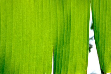 Close up of the Banana leaf. Sunlight effect. Green concept.
