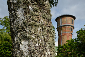flechten an birkenrinde