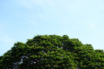 Fototapeta premium The tops of the large green curved tree with blue sky background