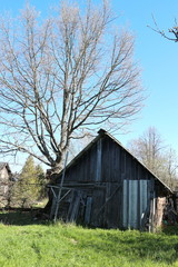 Plakat Wooden barn and big tree in spring in the village