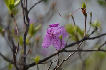 lilac flowers in spring