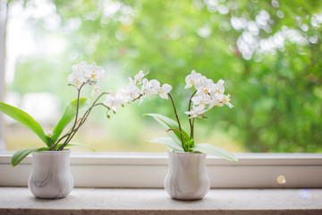 Fototapeta na wymiar Two delicate white Orchid on the windowsill with beautiful green view in summer season