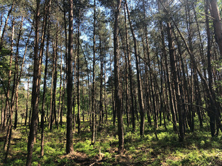 Forest at National Park De Hoge Veluwe in Gelderland