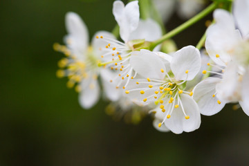 Spring flowers. Floral background