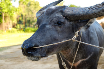 Close up of Buffalo face that pass a rope through the nose of the buffalo. Water buffalo. Asian...