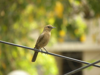 bird on a wire
