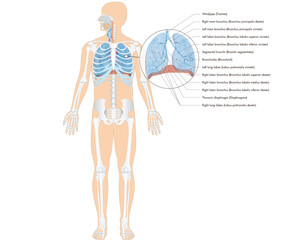 Atmungsorgane des Menschen - Lunge und Bronchien - englische Beschriftung