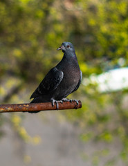 The pigeon flew to the balcony
