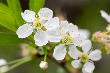 Spring flowers. Floral background