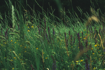 Herbs in the don steppe.