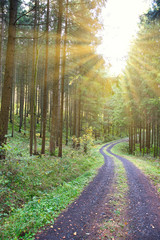 Obraz premium Wadweg mit Sonnenstrahlen